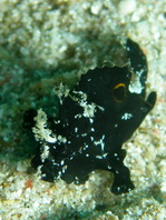 Lembeh Frogfish (Ocellated Frogfish) before Antennatus sp. - Nudiantennarius subteres - Lembeh Anglerfisch (Ocellus Anglerfisch) ehemalig Antennatus sp.