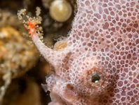 Lembeh Frogfish (Ocellated Frogfish) before Antennatus sp. - Nudiantennarius subteres - Lembeh Anglerfisch (Ocellus Anglerfisch) ehemalig Antennatus sp.