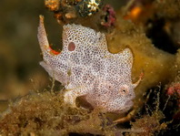 Lembeh Frogfish (Ocellated Frogfish) before Antennatus sp. - Nudiantennarius subteres - Lembeh Anglerfisch (Ocellus Anglerfisch) ehemalig Antennatus sp.