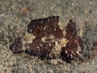 Lembeh Frogfish (Ocellated Frogfish) before Antennatus sp. - Nudiantennarius subteres - Lembeh Anglerfisch (Ocellus Anglerfisch) ehemalig Antennatus sp.