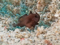 Lembeh Frogfish (Ocellated Frogfish) before Antennatus sp. - Nudiantennarius subteres - Lembeh Anglerfisch (Ocellus Anglerfisch) ehemalig Antennatus sp.