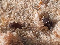 Lembeh Frogfish - <em>Antennatus sp.</em> (<em>Antennarius sp</em>) - Lembeh Anglerfisch