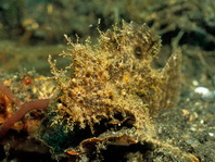 Lembeh Frogfish (Ocellated Frogfish) before Antennatus sp. - Nudiantennarius subteres - Lembeh Anglerfisch (Ocellus Anglerfisch) ehemalig Antennatus sp.