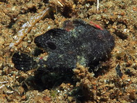 Lembeh Frogfish (Ocellated Frogfish) before Antennatus sp. - Nudiantennarius subteres - Lembeh Anglerfisch (Ocellus Anglerfisch) ehemalig Antennatus sp.