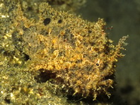 Lembeh Frogfish (Ocellated Frogfish) before Antennatus sp. - Nudiantennarius subteres - Lembeh Anglerfisch (Ocellus Anglerfisch) ehemalig Antennatus sp.