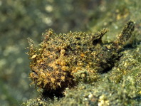 Lembeh Frogfish (Ocellated Frogfish) before Antennatus sp. - Nudiantennarius subteres - Lembeh Anglerfisch (Ocellus Anglerfisch) ehemalig Antennatus sp.