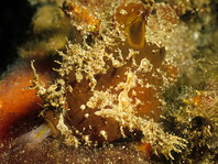 Lembeh Frogfish (Ocellated Frogfish) before Antennatus sp. - Nudiantennarius subteres - Lembeh Anglerfisch (Ocellus Anglerfisch) ehemalig Antennatus sp.