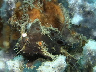 Lembeh Frogfish (Ocellated Frogfish) before Antennatus sp. - Nudiantennarius subteres - Lembeh Anglerfisch (Ocellus Anglerfisch) ehemalig Antennatus sp.