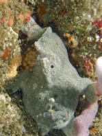  Porophryne erythrodactylus (Bare Island Frogfish / Red-footed Frogfish - Bare Island Anglerfisch / Rotfuss-Anglerfisch)