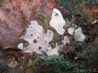  Porophryne erythrodactylus (Bare Island Frogfish / Red-footed Frogfish - Bare Island Anglerfisch / Rotfuss-Anglerfisch)