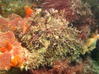 Tasseled Frogfish - <em>Rhycherus filamentosus</em> - Quasten Anglerfisch
