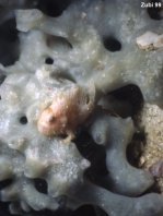 Painted frogfish - <em>Antennarius pictus</em> - Rundflecken Anglerfisch