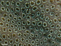 Cryptic Frogfish / Rodless frogfish - <em>Histiophryne cryptacanthus</em> - "Verborgener" Anglerfisch