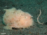 Antennarius striatus (Striped or striated frogfish, hairy frogfish - Gestreifter Anglerfisch)