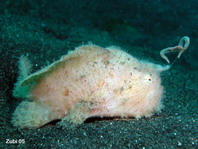 Antennarius striatus (Striped or striated frogfish, hairy frogfish - Gestreifter Anglerfisch)