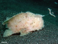 Antennarius striatus (Striped or striated frogfish, hairy frogfish - Gestreifter Anglerfisch)