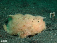 Antennarius striatus (Striped or striated frogfish, hairy frogfish - Gestreifter Anglerfisch)