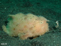 Antennarius striatus (Striped or striated frogfish, hairy frogfish - Gestreifter Anglerfisch)