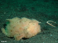 Hairy frogfish (Antennarius striatus)