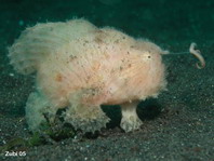 Hairy frogfish (Antennarius striatus)