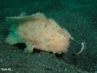 Hairy frogfish (Antennarius striatus)