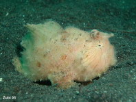 Antennarius striatus (Striped or striated frogfish, hairy frogfish - Gestreifter Anglerfisch)