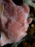 frogfish opening its mouth. Photo by Martin  Buschenreithner