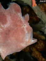 frogfish opening its mouth. Photo by Martin  Buschenreithner