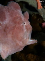 frogfish opening its mouth. Photo by Martin  Buschenreithner