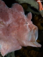 frogfish opening its mouth. Photo by Martin  Buschenreithner