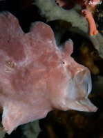 reuzen hengelaarsvis (Antennarius commerson) geeuwen