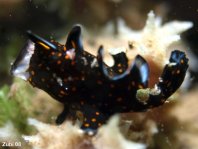 Baby gevlekte hengelaarsvis (Antennarius pictus) geeuwen