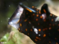 Baby gevlekte hengelaarsvis (Antennarius pictus) geeuwen