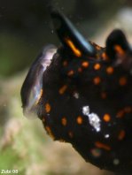 Baby gevlekte hengelaarsvis (Antennarius pictus) geeuwen