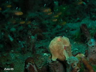 Painted frogfish (Antennarius pictus) - surrounded by cardinalfishes. They are not yet close enough to catch them