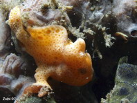 Baby Painted frogfish (Antennarius pictus) starts luring
