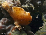 frogfish opening its mouth. Photo by Martin  Buschenreithner