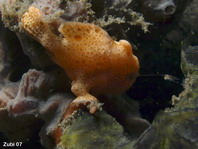 Baby Painted frogfish (Antennarius pictus) starts luring