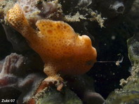 Baby Painted frogfish (Antennarius pictus) starts luring