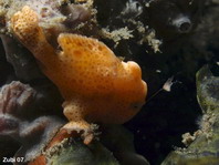 Baby Painted frogfish (Antennarius pictus) starts luring