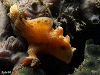 Baby Painted frogfish (Antennarius pictus) starts luring