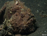 Painted frogfish (Antennarius pictus) luring