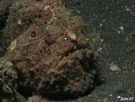 Painted frogfish (Antennarius pictus) luring