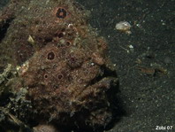 Painted frogfish (Antennarius pictus) luring