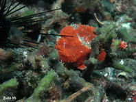 Lembeh Frogfish (Ocellated Frogfish) before Antennatus sp. - Nudiantennarius subteres - Lembeh Anglerfisch (Ocellus Anglerfisch) ehemalig Antennatus sp.