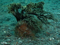 Hairy frogfish (Antennarius striatus) - hidden under the tentacles of a sea cucumber