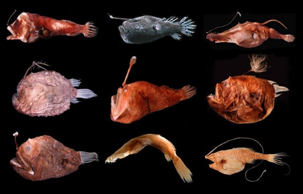 Deep-sea Anglerfishes (Melanocetidae and Ceratiidae