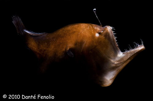 Deep-sea Anglerfishes (Melanocetidae and Ceratiidae