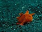 Link to frogfish video - Link zu Anglerfisch-Video