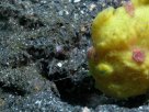 Link to frogfish video - Link zu Anglerfisch-Video